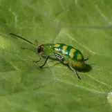 thumbnail for publication: Common Insect Pests of Lettuce in Florida